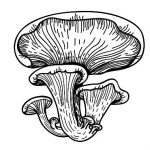 mushroom_olive_epitome_oliveoil_flavors