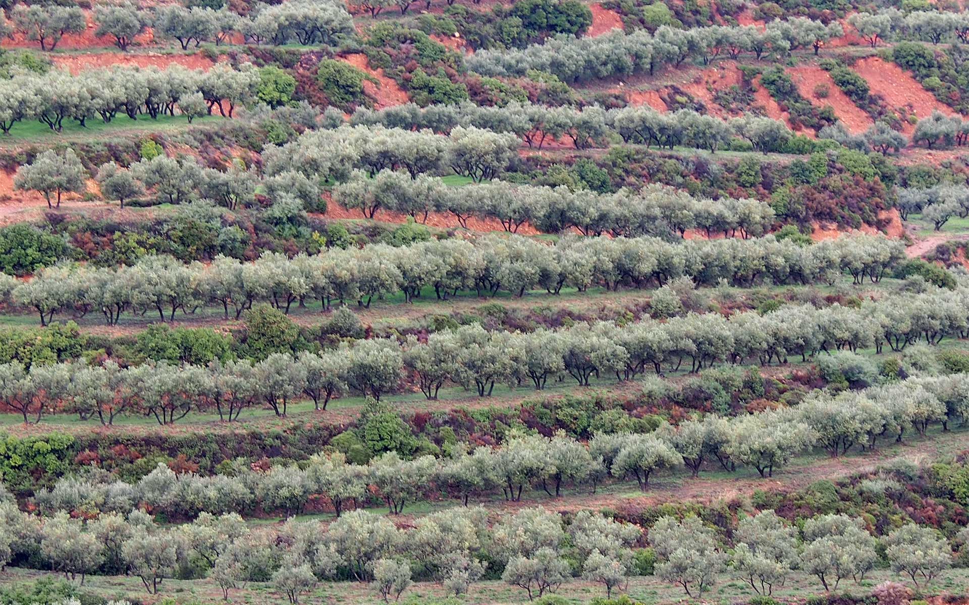 Marakas-olive-grove-on-terraces