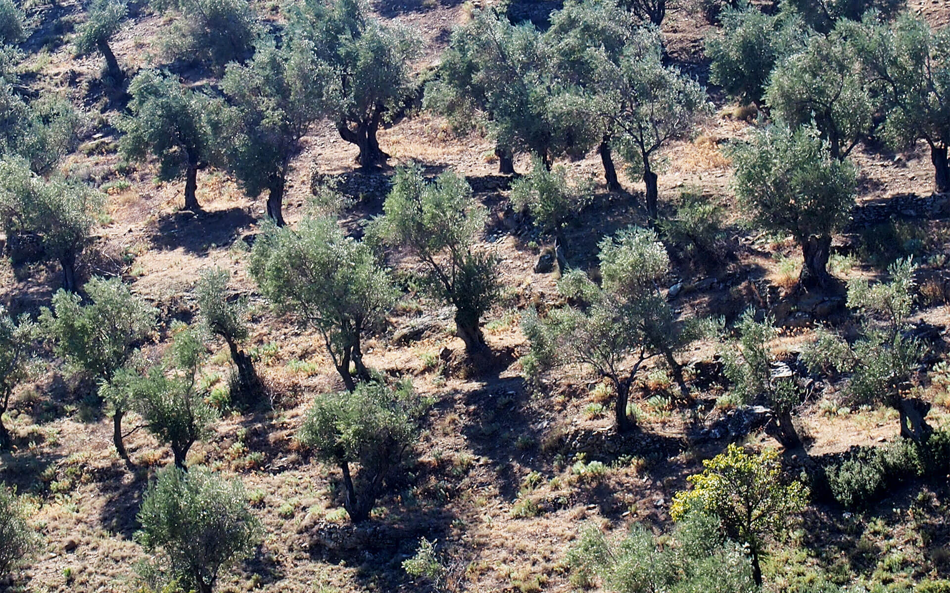 View of the Kalaboka’s family organic olive groves