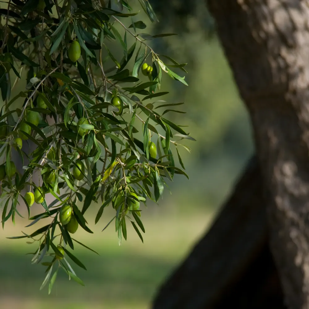 Olive tree organic olive oil