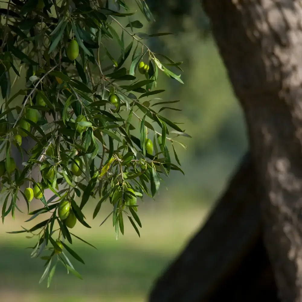 Δέντρο ελιάς Βιολογικό ελαιόλαδο olive epitome